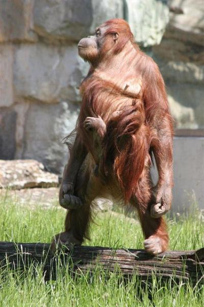 Des orangs-outans remis en liberté menacés de mort