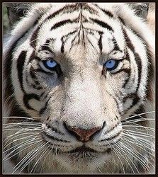 origin spur Secondly Photo 20 : tigre : les yeux bleus du tigre blanc