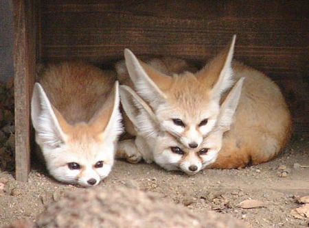 Photo 13 Fennec Animal Domestique